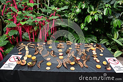 Butterfly feeding station Stock Photo