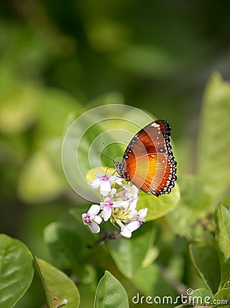 Butterfly feeding on a summer flower against green background Stock Photo