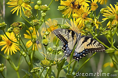 Butterfly Feeding on Yellow Flowers Stock Photo