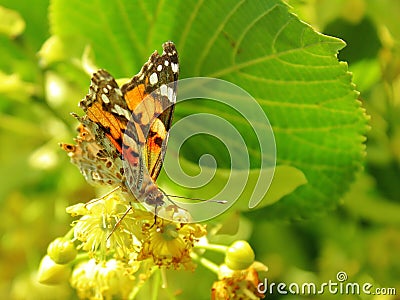 Butterfly feeds on linden pollen Stock Photo