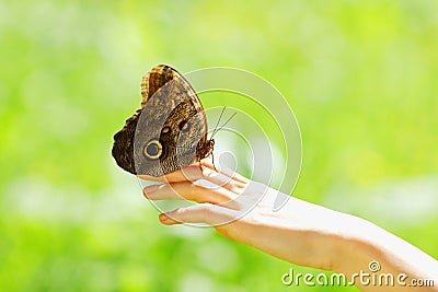 Butterfly on a female hand Stock Photo