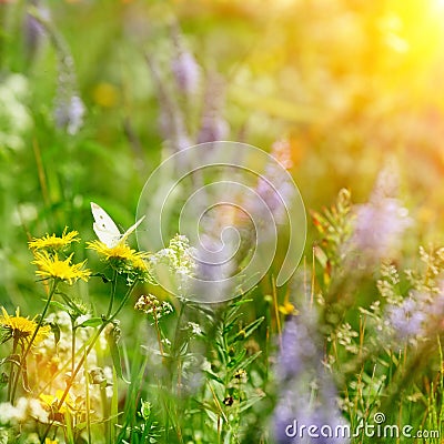 Butterfly on field flowers and sun Stock Photo