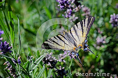 Butterfly, field, lavander, vegetation, flora, grass, insect, nature, meadow, green, yellow, flower, b Stock Photo