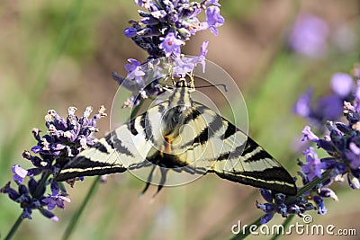 Butterfly, field, lavander, vegetation, insect, medow Stock Photo