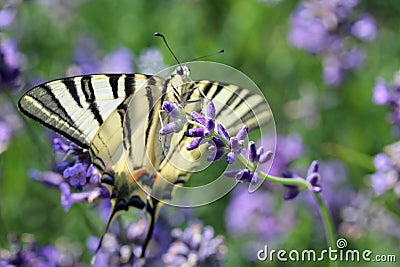 Butterfly, field, lavander, vegetation, insect, medow Stock Photo