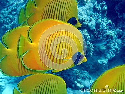 Butterfly fish Stock Photo