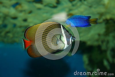 Butterfly-fish Stock Photo