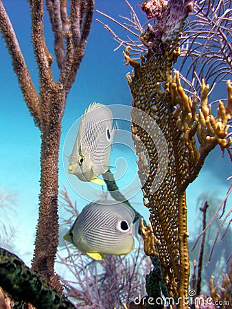 Butterfly fish Stock Photo
