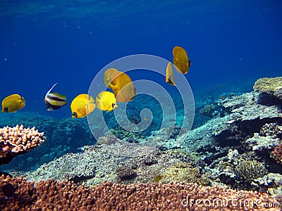 Butterfly fish Chaetodontidae. Masked butterfly fish. Stock Photo