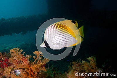 Butterfly fish Stock Photo