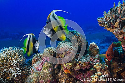 Butterfly fish swims among the corals. Underwater Photo. Stock Photo