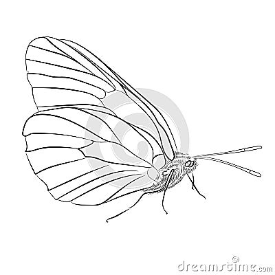 butterfly flight Vector illustration on white Cartoon Illustration