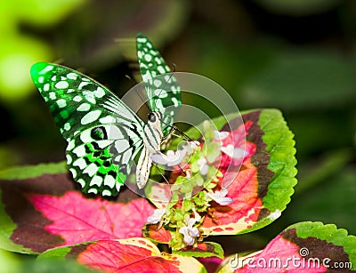 A butterfly flittering wings Stock Photo