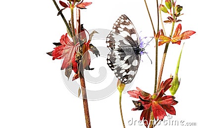 Butterfly and flora Stock Photo