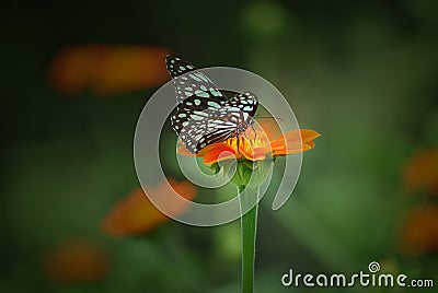 Butterfly & Flora Stock Photo