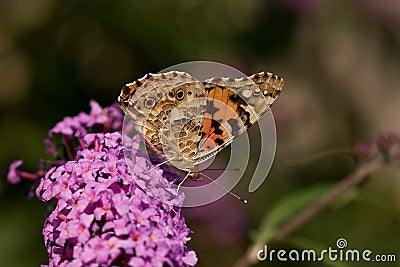 Butterfly on flower Stock Photo