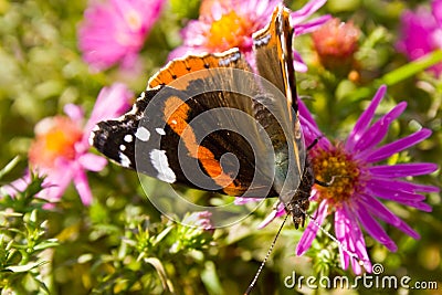 Butterfly on flower Stock Photo