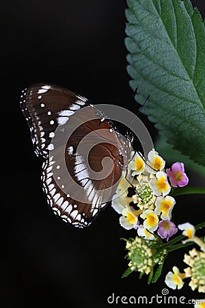 Butterfly and flower Stock Photo