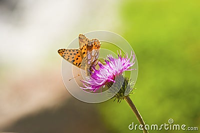 Butterfly on the flower Stock Photo