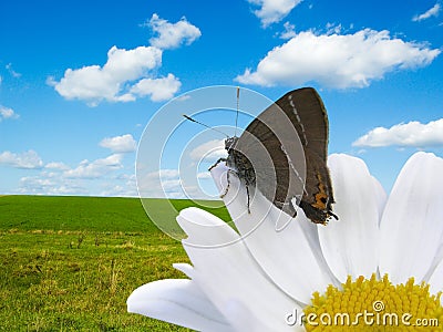 Butterfly and flower Stock Photo