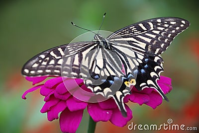 Butterfly and flower Stock Photo