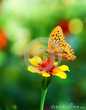 Butterfly on flower Stock Photo