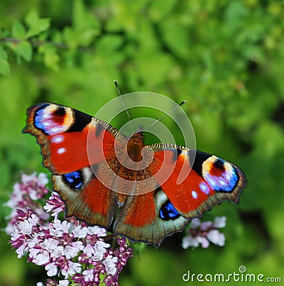Butterfly on flower Stock Photo