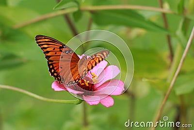 Butterfly on Flower Stock Photo