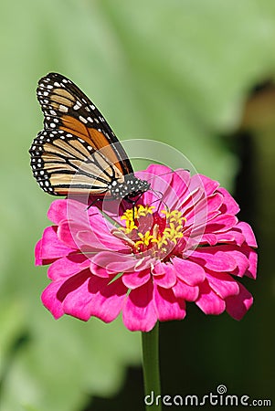 Butterfly Flower Stock Photo