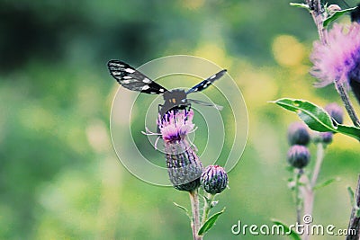 butterfly on flower Stock Photo