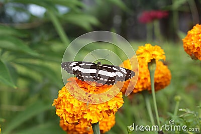 Butterfly on flower. Black butterfly insect on yellow marigold flowers garden Stock Photo