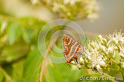 Butterfly on flower with blurry green background Stock Photo
