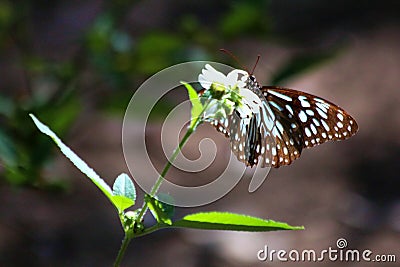 Butterfly on a Flower Stock Photo