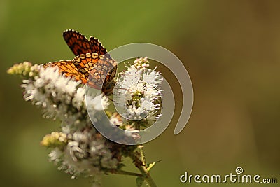 Butterfly in a flower Stock Photo