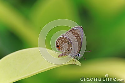 Butterfly on flower Stock Photo