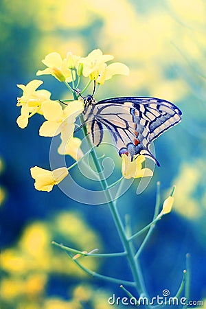 Butterfly on flower Stock Photo