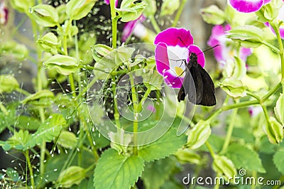 Butterfly on a flower. field with crimson flowers. overgrown grass Stock Photo