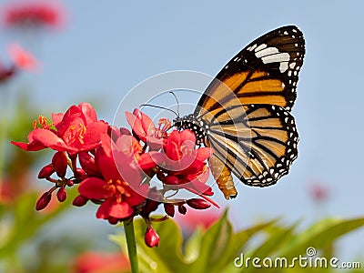 Butterfly and flower Stock Photo