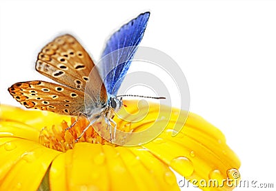 Butterfly on flower Stock Photo