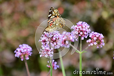 Last taste of summer Stock Photo