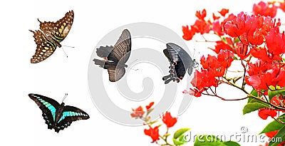 Butterfly flower nature Stock Photo