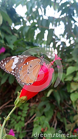 Butterfly and flower Stock Photo