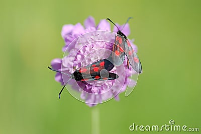 Butterfly on flower Stock Photo