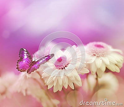 Butterfly on flower Stock Photo