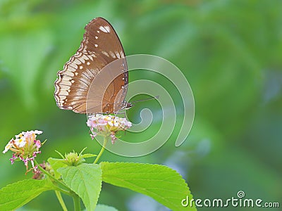 Common Indian crow butterfly Stock Photo