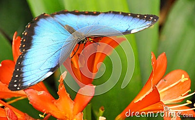 Butterfly On Flowers Stock Photo