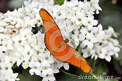 Butterfly On Flowers Stock Photo