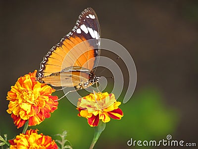 Butterfly, flowers and cross pollination Stock Photo