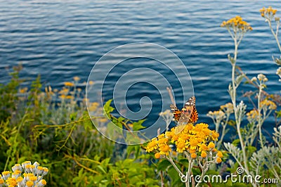 Butterfly Flowers Sea Stock Photo