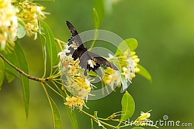 Butterfly flying on the flower nature in the rays of sunlight in summer in the spring close-up of a macro, Stock Photo